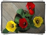 Czerwone, Żółte, Tulipany