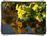 Kwiaty, Żółte, Woda