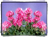Kwiaty, Pelargonie, Grafika
