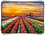Plantacja, Tulipanów, Zachód, Słońca