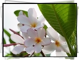 Plumeria, Białe, Kwiaty, Liść