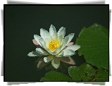Przyroda, Kwiat, Lilia wodna