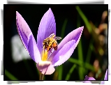 Krokus, Pszczoła, Makro