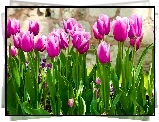 Purpurowe, Tulipany