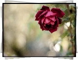 Róża, Czerwona