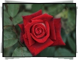 Czerwona, Róża, Kwiat