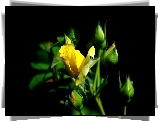 Żółta, Róża, Pączki
