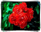 Czerwone, Róże, Listki