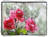 Róże, Bukiet, Grafika 2D