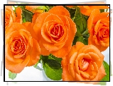 Kwiaty, Róże, Pomarańczowe