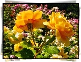 Żółte, Róże, Ogród