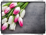 Biało-różowe, Tulipany