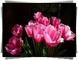 Bukiet, Różowe, Tulipany