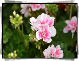 Kwitnące, Różowe, Pelargonie