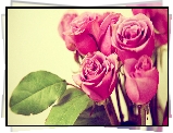Różowe, Róże
