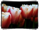 Różowe, Tulipany