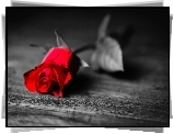 Samotna, Czerwona, Róża, Ławka