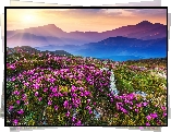 Indie, Park Narodowy Doliny Kwiatów, Góry, Kwiaty, Promienie słońca