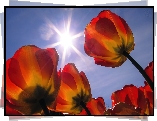 Promienie, Słońca, Tulipany