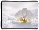 Śnieg, Biały, Kwiat, Storczyk, Orchidea