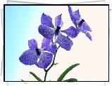 Fioletowy, Storczyk, Orchidea