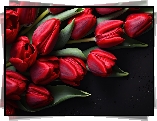 Tulipany, Czerwone, Czarne, Tło