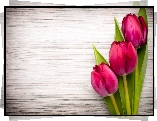 Kwiaty, Trzy, Tulipany