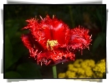 Tulipan, Kwiat, Czerwony, Postrzępiony