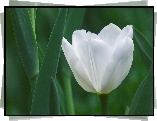 Kwiat, Tulipan, Biały