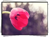 Tulipan, Czerwony, Otwarty, Kwiat
