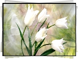 Białe, Tulipany, Grafika