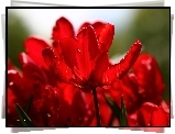 Czerwone, Tulipany, Kwiaty