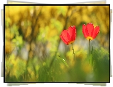 Tulipany, Czerwone, Dwa, Kwiaty