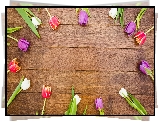 Tulipany, Biae, Czerwone, Fioletowe, Deski