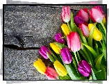 Kolorowe, Tulipany, Deski