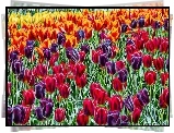 Kolorowe, Tulipany, Fractalius