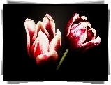 Kwiaty, Tulipany, Dwukolorowe