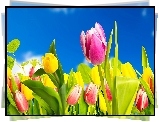 Tulipany, Kolorowe, Kwiaty, Wiosna