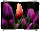 Tulipany, Rozmycie