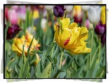 Tulipany, Żółty, Tulipan, Łąka, Rozmyte tło
