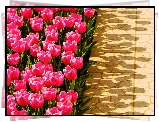 Różowe, Tulipany, Cienie