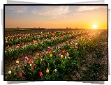Tulipany, Pole, Plantacja, Wschód słońca
