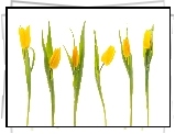 Tulipany, żółte
