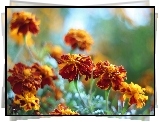 Aksamitki, Turki, Kwiaty