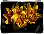 Lilie tygrysie, Żółte