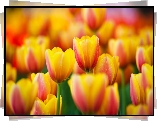 Wiosenne, Tulipany