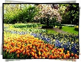 Wiosna, Park, Kwiaty, Tulipany