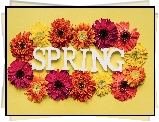 Wiosna, Napis, Spring, Kwiaty, Gerbery