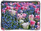 Wiosna, Ogród, Tulipany, Niezapominajki