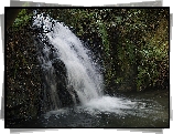 Wodospad, Paprocie